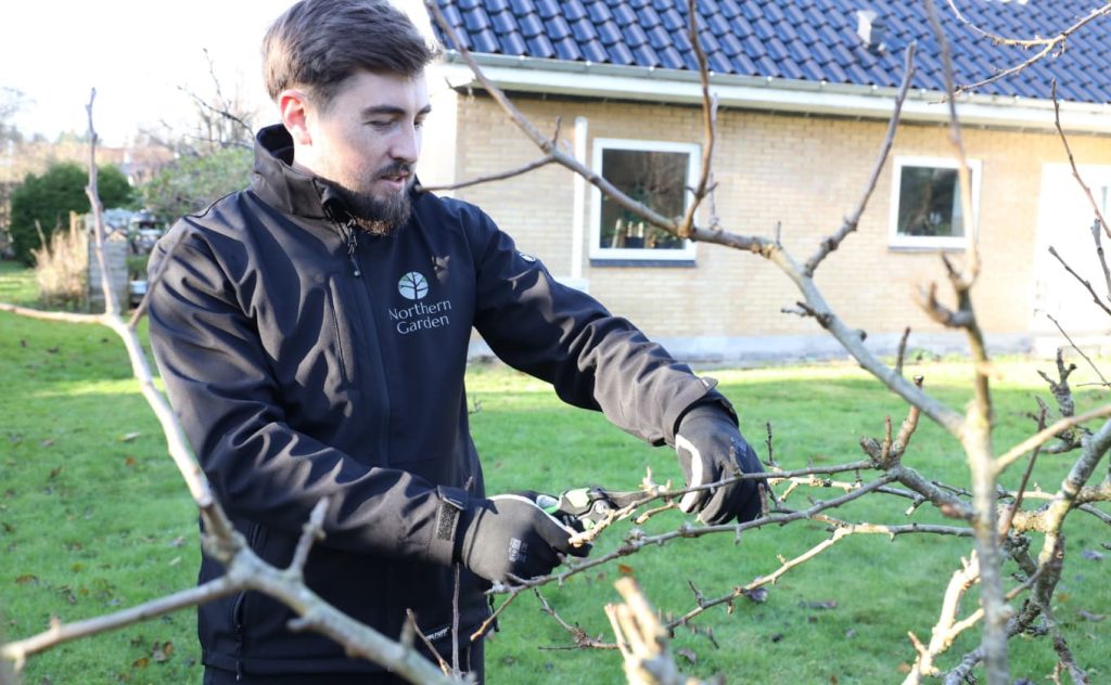 Beskæring af frugttræ med håndsaks om foråret – Northern Garden